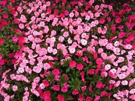 &quot;Flower Delivery Service Kelowna